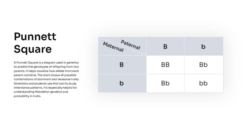 Punnett square