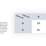 Punnett square